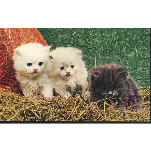 Vintage Bamforth 'Animal' series PC - 'kitten trio' - c1970's