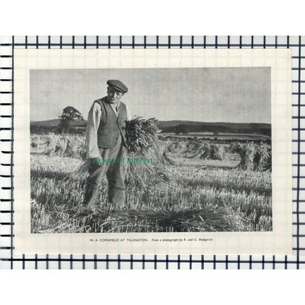 (6751) Tillington Sussex - 1952 Cutting