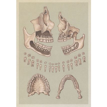 Adult Skull Cross Section Teeth Lower Upper Jaw Morbid Postcard