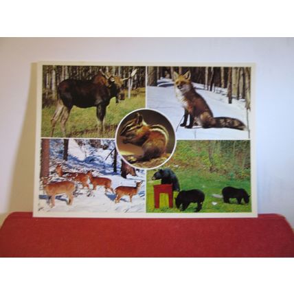 WILDLIFE IN THE CANADIAN WOODS, CANADA unused postcard =