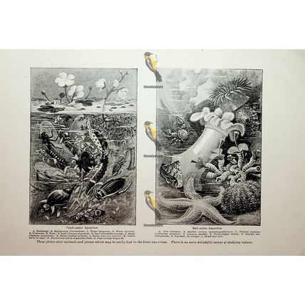 Fresh-water & Salt-water Aquaria, Book Illustration (Print), c1907