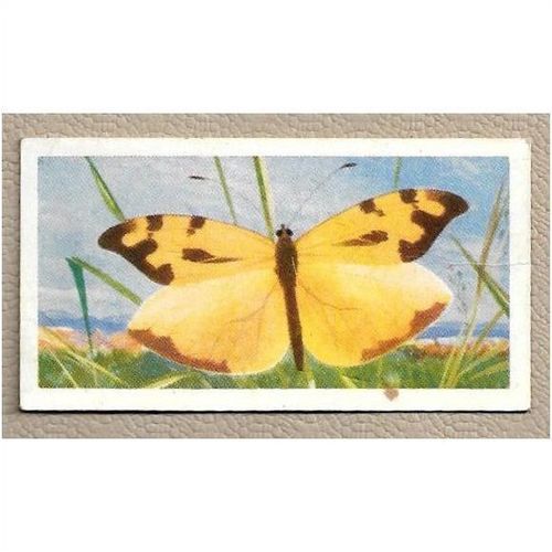 1964 Brooke Bond BUTTERFLIES OF THE WORLD Tea card 46