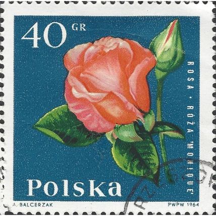 POLAND, FLOWER, Rose Monique, blue 1964, 40gr