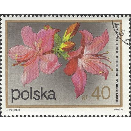 POLAND, FLOWER, Rhododendron japonicum, grey 1972, 40gr