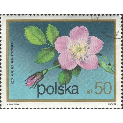 POLAND, FLOWER, Rosa pendulina, blue 1972, 50gr