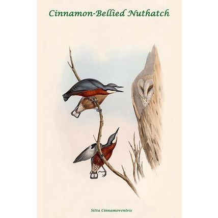 Sitta Cinnamoventris - Cinnamon-Bellied Nuthatch 20 x 30 Poster