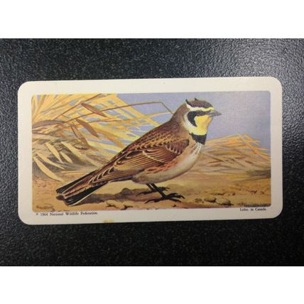 Red Rose Tea Card - Blue Ribbon Canadian American Bird Series 9 - Set of 4 cards