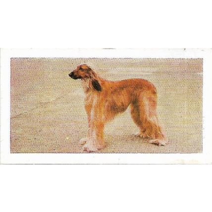 Dogs 1961 Hornimans Tea Card 1 - Afghan Hound