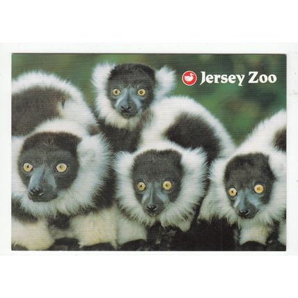 Black & White Ruffed Lemurs Jersey Zoo Postcard Channel Islands