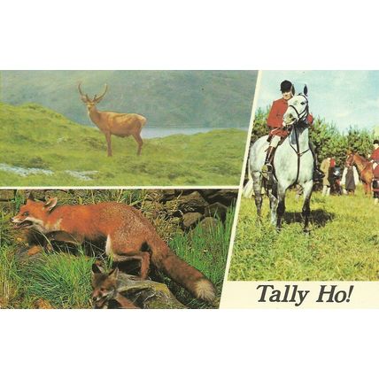 TALLY HO! : POSTCARD