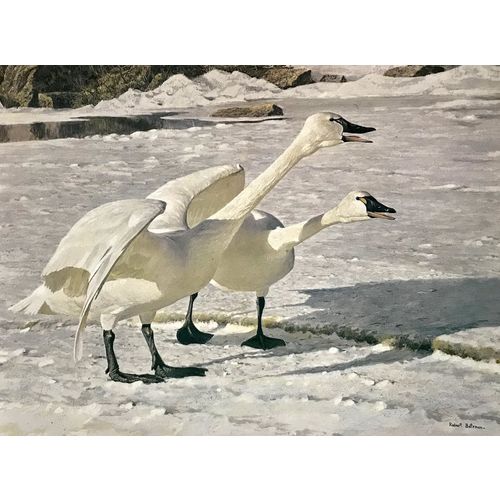 Robert Bateman print COURTING PAIR Swans vintage animal Poster Wall Art Decor