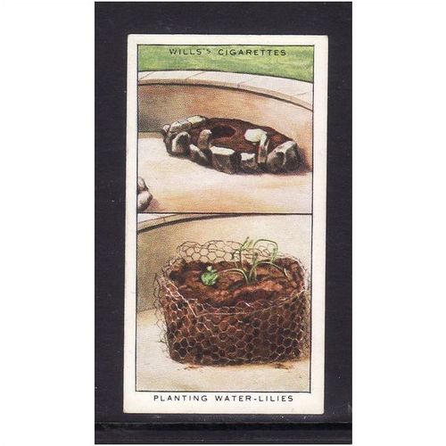 WD & HO WILLS - 1938 GARDEN HINTS NO6 PLANTING WATER - LILIES Mint