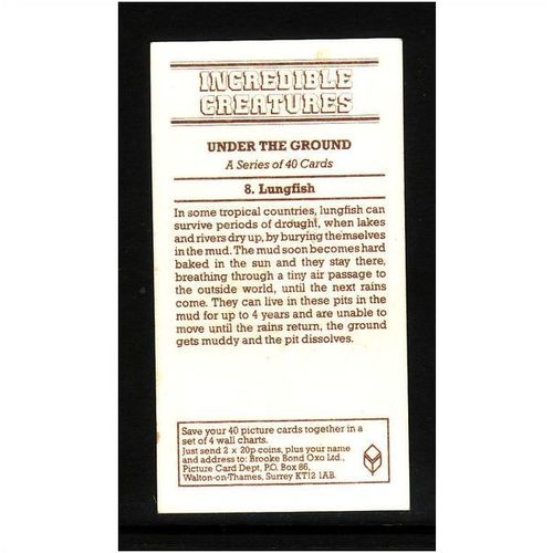 Brook Bond INCREDIBLE CREATURES UNDER THE GROUND LUNGFISH No 8 Mint