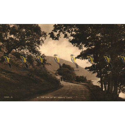 By The Side Of St Mary's Loch, 1585A Rare A R Edwards Postcard