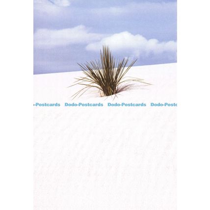 D025904 Plant. Postcard
