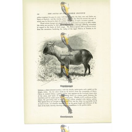Sze Chuan Takin, Animal Book Illustration (Print), c1916