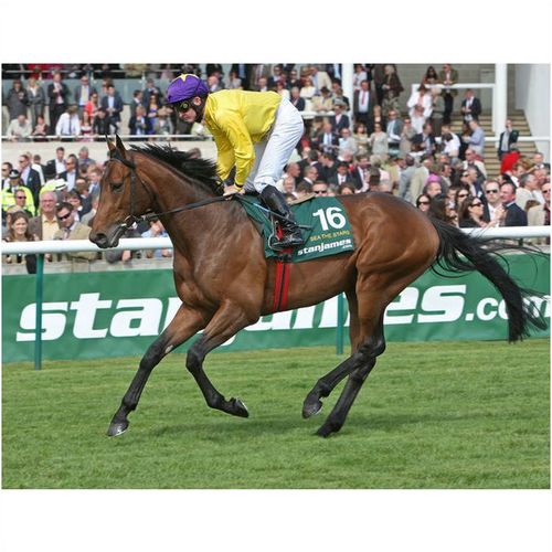 DVD - SEA THE STARS: ALL 6 Group 1 RACES - Entire Televised Broadcasts...4+ HRS