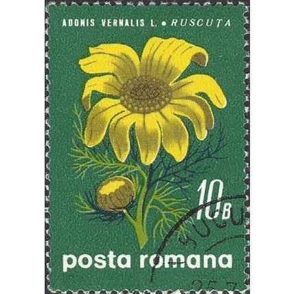 ROMANIA, FLOWER, Adonis vernalis, green 1970, 10bani, #2