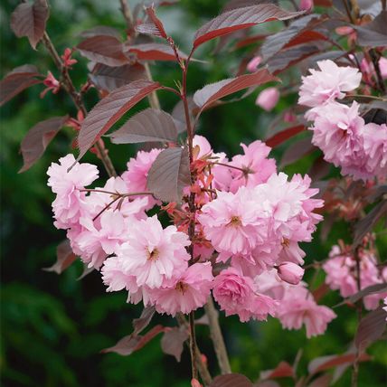 Cherry Blossom Tree Plant Dwarf Japanese Patio 'Royal Burgundy' Garden Ready