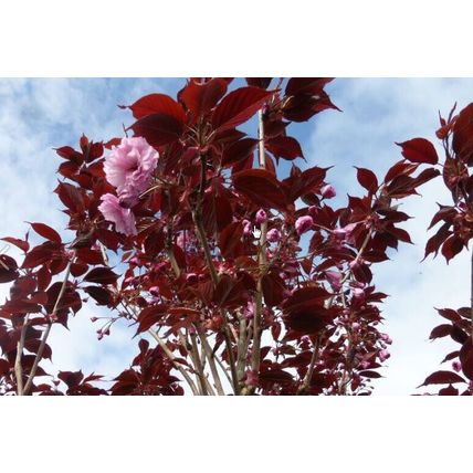 Cherry Blossom Tree Plant Dwarf Japanese Patio 'Royal Burgundy' Garden Ready