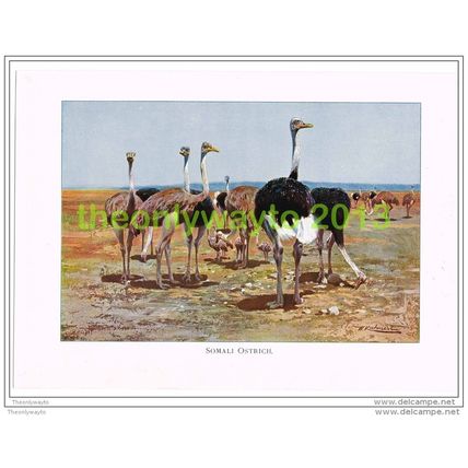 SOMALI OSTRICH, BOOK ILLUSTRATION (PRINT), LYDEKKER, c1916