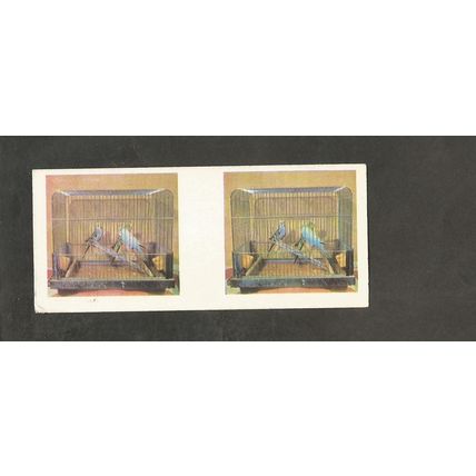 Weetabix 3D Cards 1961 Our Pets #23 Budgies