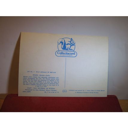WEASEL. COLLECTACARD postcard by J.Arthur Dixon KWA/22991 =
