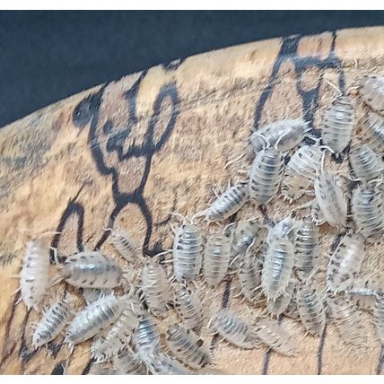 20 Dairy Cow Isopods, Woodlice, Porcellio laevis Live feed cleanup crew.