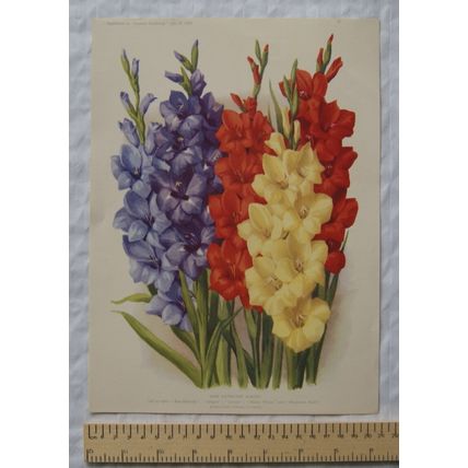 1939 Amateur Gardening illustration - Some Choice Border Plants