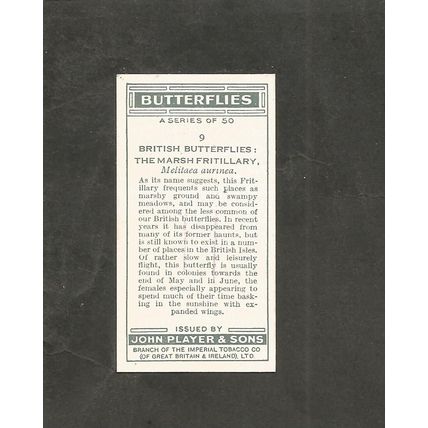 Cigarette Card Players Butterflies 1932 #9 Marsh Fritillary