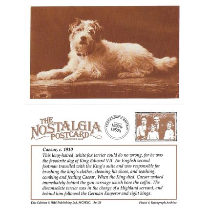 Postcard King Edward VII's Fox Terrier Caesar c1910 Dog Royal Family - Nostalgia