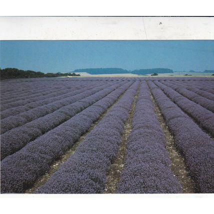 Norfolk Lavender Ltd Caley Mill Heacham Postcard unused VGC