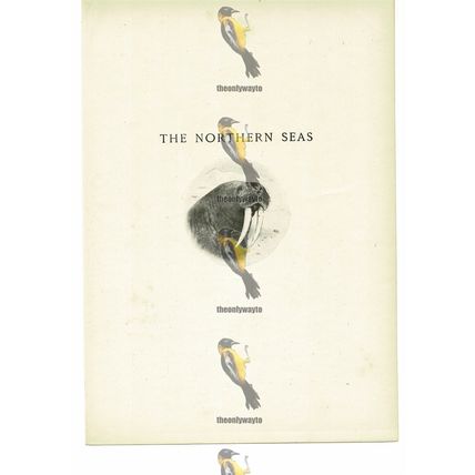 Northern Seas, Walrus, Animal Book Illustration (Print), c1916