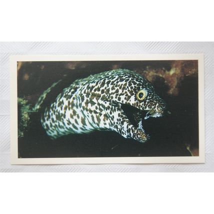 1988 Players Doncella The Living Ocean No. 14 Spotted Moray