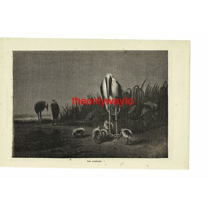 Adjutant Bird, Stork Family, Birds, Book Illustration (Print), 1875