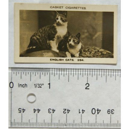 1925 Pattreiouex Real Photos No. 284 two English cats