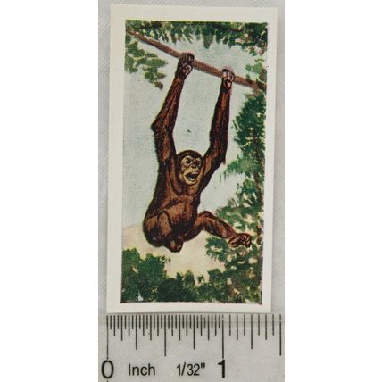 Neilson's Interesting Animals card No. 10 Chimpanzee