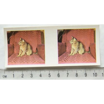 1960s Weetabix 3-D Our Pets Card No. 22 Abyssinian Cat