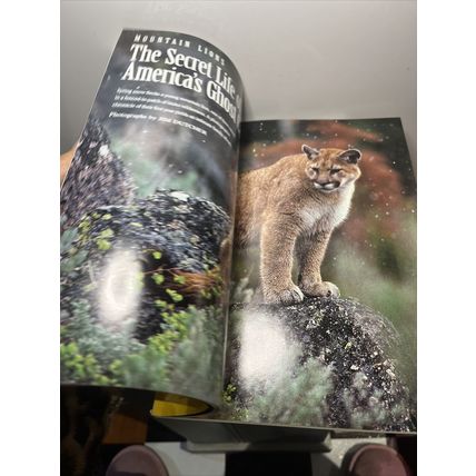 National Geographic Magazine July 1992 Mountain Lions - Vintage Collectable