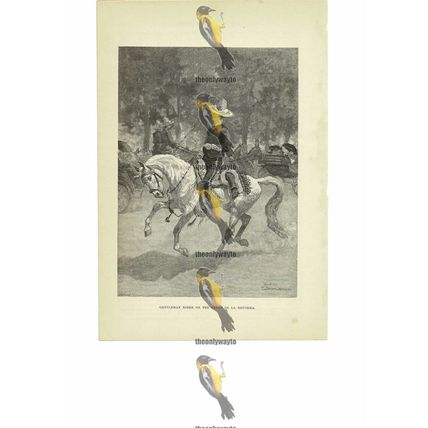 Gentleman Rider On The Paseo De La Reforma, Book Illustration (Print), 1891