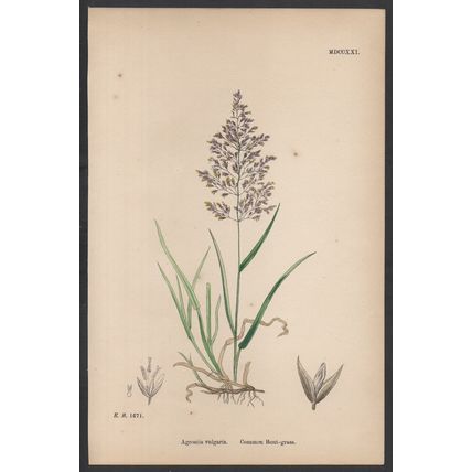 COMMON BENT-GRASS 1872 John Edward Sowerby PLANT PRINT