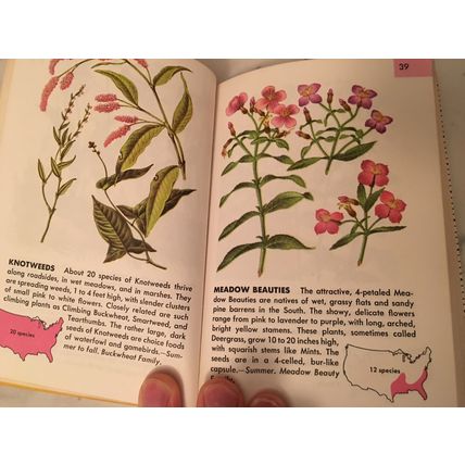 Flowers: A Guide to Familiar American Wildflowers - Paperback, 134 paintings