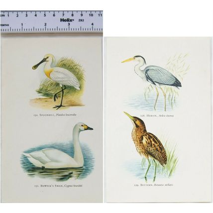 Coloured illustration: Heron, Bittern, Spoonbill, Bewick's Swan