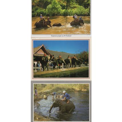Elephants Bathing at North Thailand 3x Postcard