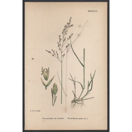 WOOD MEADOW-GRASS, VAR. B 1872 John Edward Sowerby PLANT PRINT