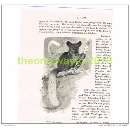 WHITE TAILED GALAGO, BOOK ILLUSTRATION (PRINT), c1916