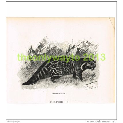 AFRICAN CIVET CAT, BOOK ILLUSTRATION (PRINT), c1916