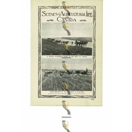 Agricultural Life, Canada (1), More On Reverse, Book Illustration (Print), 1909