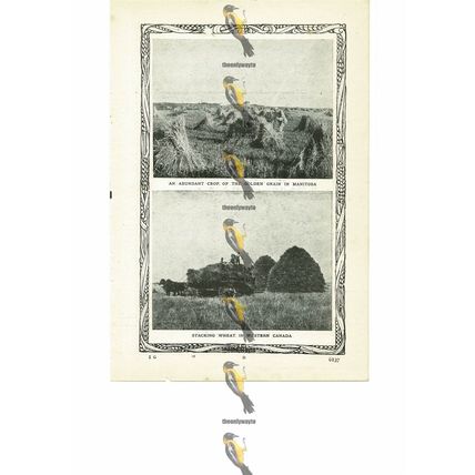 Agricultural Life, Canada (2), More On Reverse, Book Illustration (Print), 1909