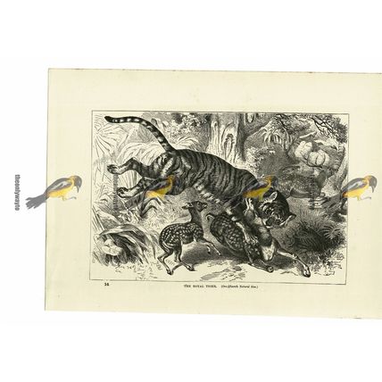 Royal Tiger, Book Illustration (Print), 1884